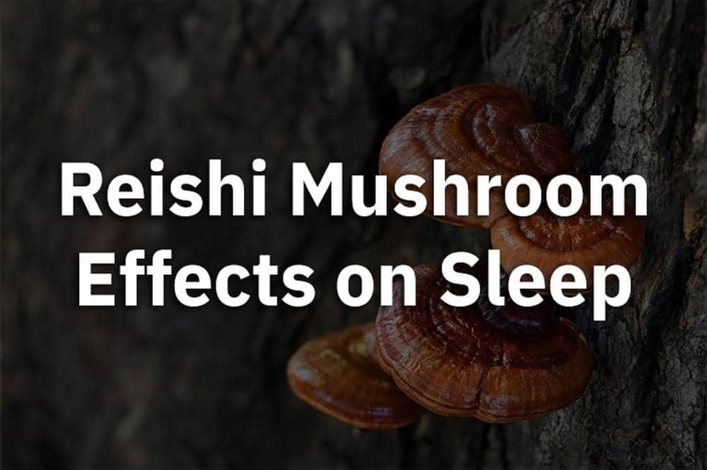 Reishi Mushrooms Effects on Sleep
