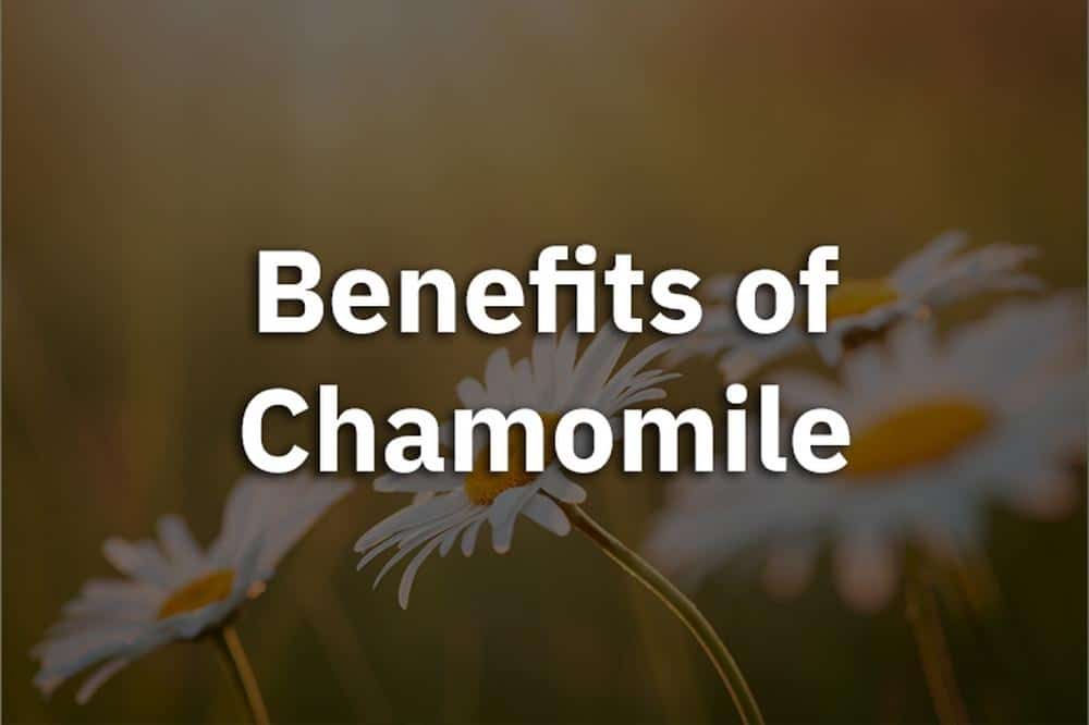 Cover photo for an article on the benefits of chamomile with flowers in the background