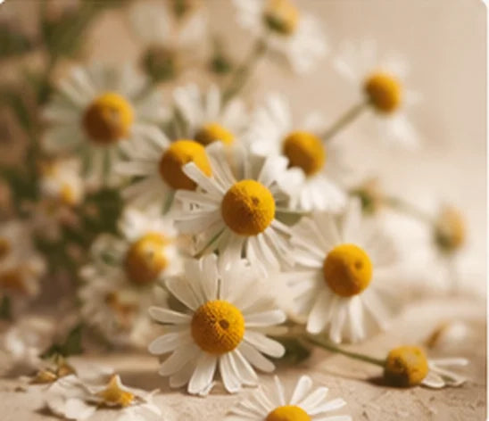 Illustrative close-up of chamomile flowers